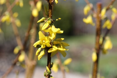 Forsythie - Forsythia