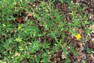 Gelbes Sonnenröschen - Helianthemum nummularium