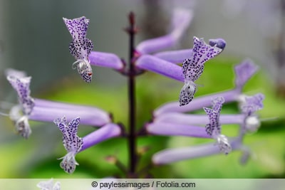 Blüte des Harfenstrauchs