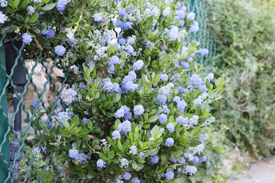 Säckelblume - Ceanothus