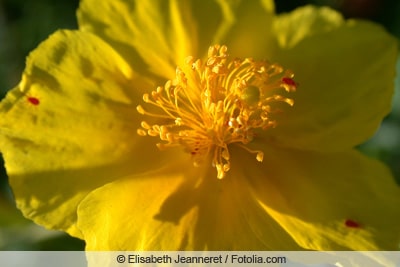 Blüte des Sonnenröschens