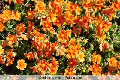 Sonnenröschen - Helianthemum 'Ben Hecla'