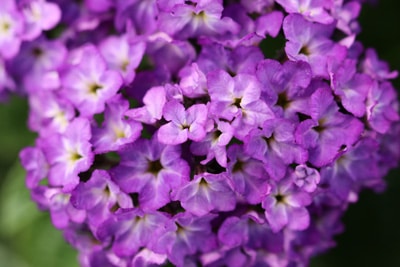 Vanilleblume - Heliotrop - Heliotropium arborescens 