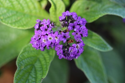 Vanilleblume - Heliotrop - Heliotropium arborescens 