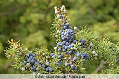 Wacholder - Juniperus communis