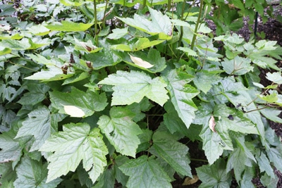 Traubensilberkerze - Actaea racemosa