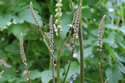 Traubensilberkerze - Actaea racemosa