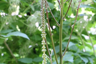 Traubensilberkerze - Actaea racemosa