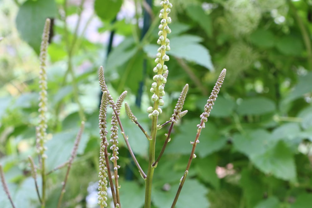 Traubensilberkerze - Actaea racemosa