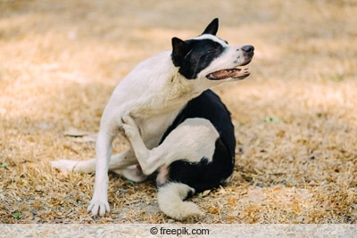 Hund kratzt sich