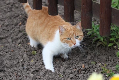 Katze vertreiben