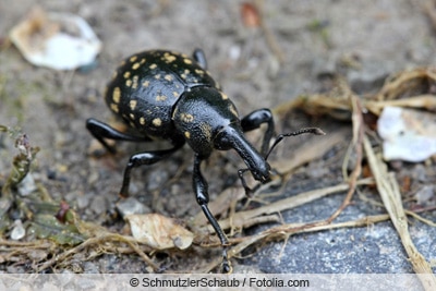 Rüsselkaefer - Liparus germanus