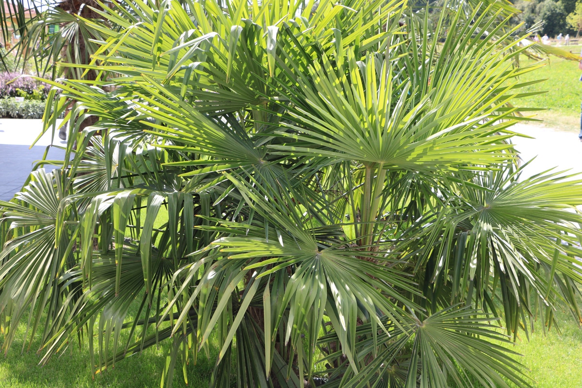 Palmenpflege im Winter - Hanfpalme