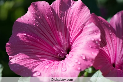 Wassertropfen auf Petunie