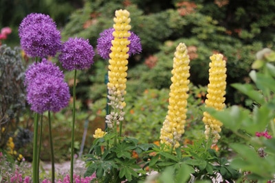 Lupinen und Zierlauch im Beet