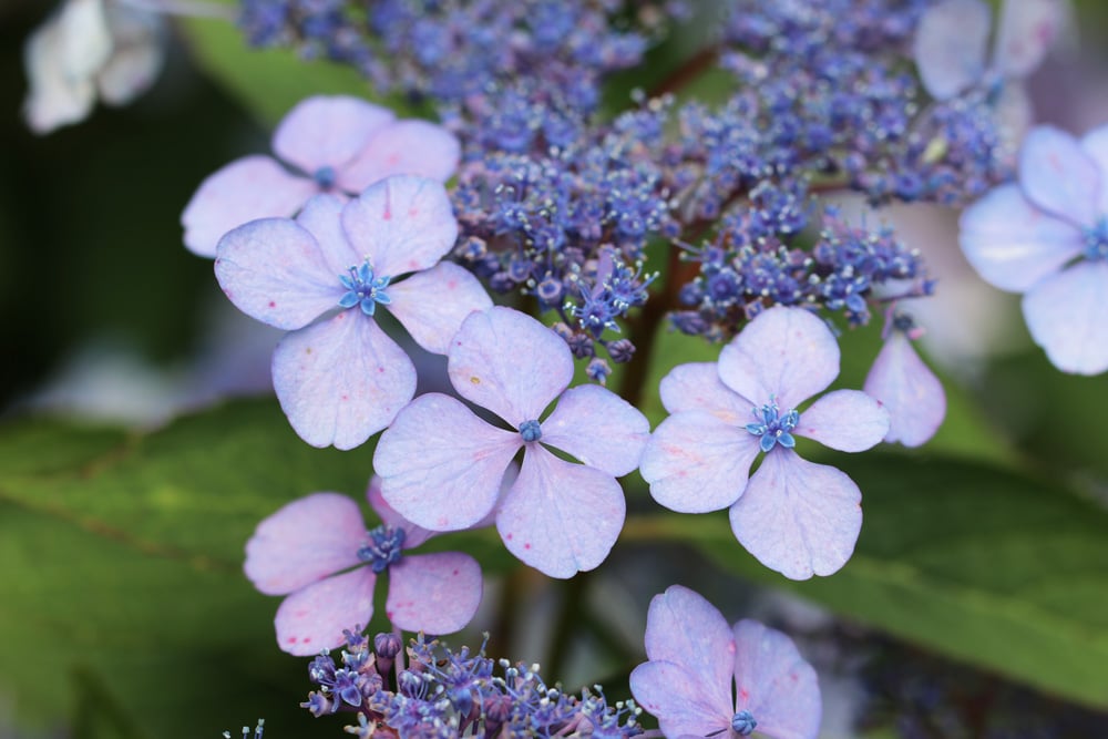 Tellerhortensie - Hydrangea serrata