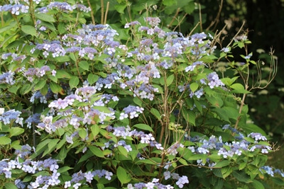 Tellerhortensie - Hydrangea serrata 