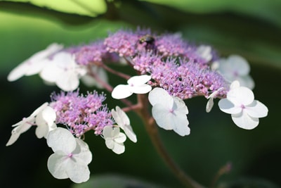 Tellerhortensie - Hydrangea serrata 