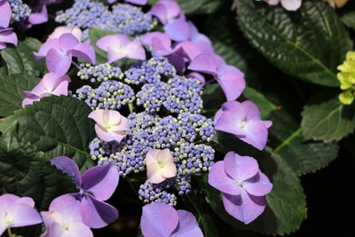 Tellerhortensie - Hydrangea serrata 