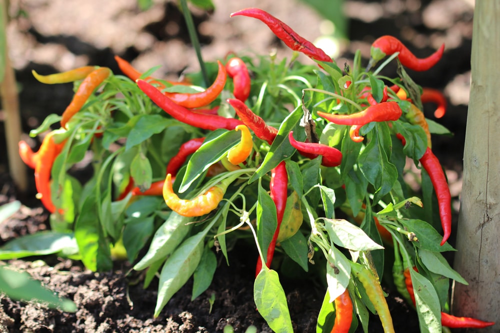 Chili - Capsicum