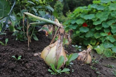 Zwiebeln - Allium cepa