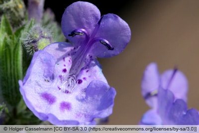 Katzenminze - Nepeta cataria