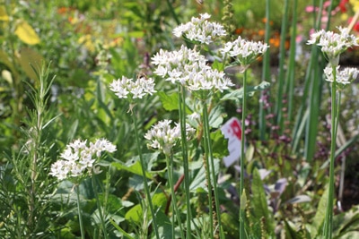 Schnittknoblauch - Allium tuberosum