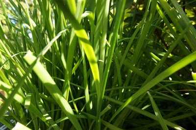 Schnittknoblauch - Allium tuberosum