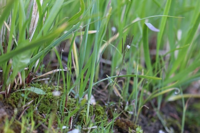 Schnittknoblauch - Allium tuberosum