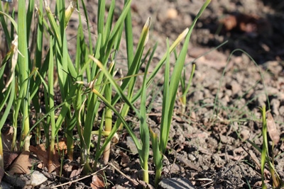 Schnittknoblauch - Allium tuberosum