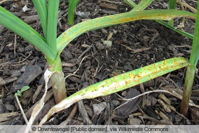 Schnittlauchrost - Puccinia allii