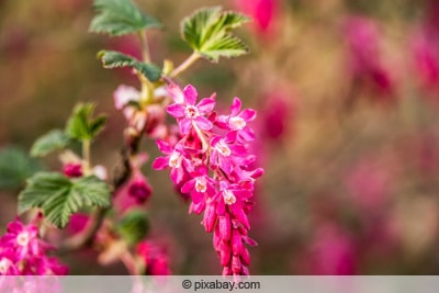 Blutjohannisbeere - Ribes sanguineum