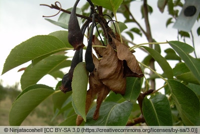 Feuerbrand - Erwinia amylovora - Birne