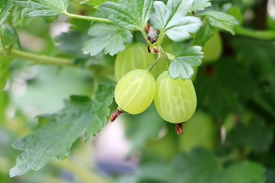 Stachelbeere - Ribes uva-crispa