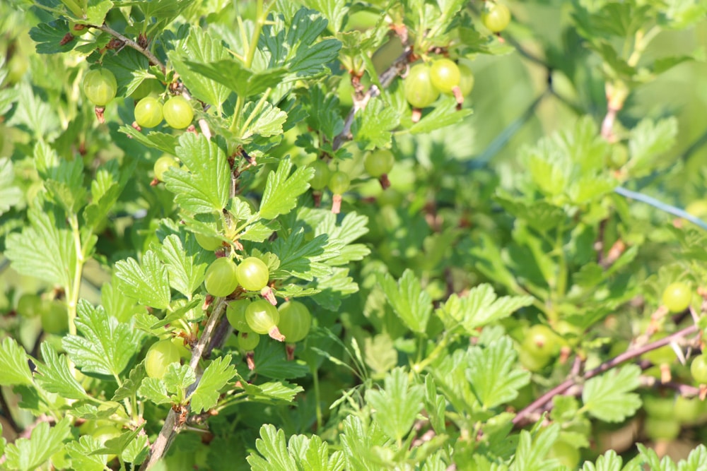 Stachelbeere - Ribes uva-crispa