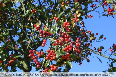 Apfeldorn - Lederblättriger Weißdorn - Crataegus lavellei