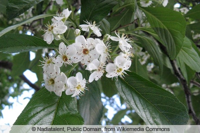 Apfeldorn - Lederblättriger Weißdorn - Crataegus lavellei