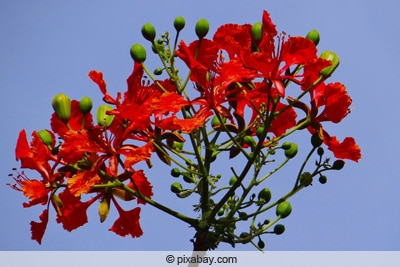 Flammenbaum - Delonix regia