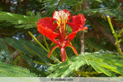 Blüte des Flammenbaums