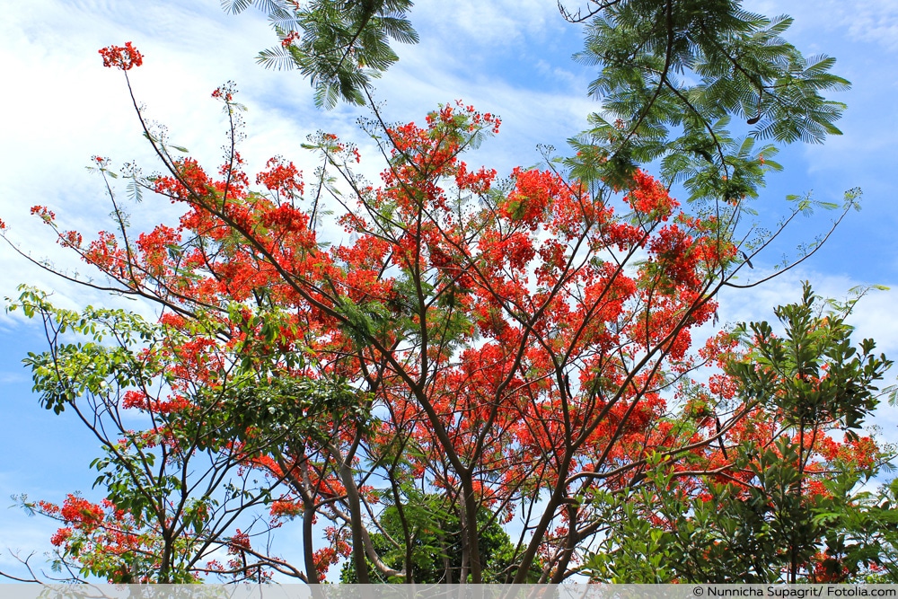 Flammenbaum - Delonix regia