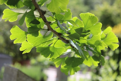 Ginkgo - Ginkgo biloba