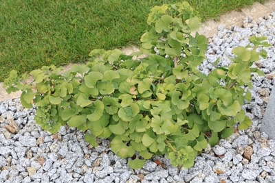 Ginkgo biloba 'Mariken'