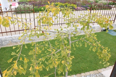 Ginkgo biloba 'Pendula'