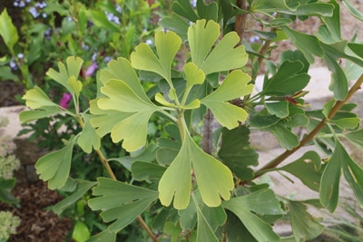 Ginkgo biloba 'Variegeta'