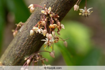 Blüten des Kakaobaums