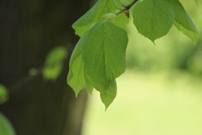 Blätter der Sommerlinde