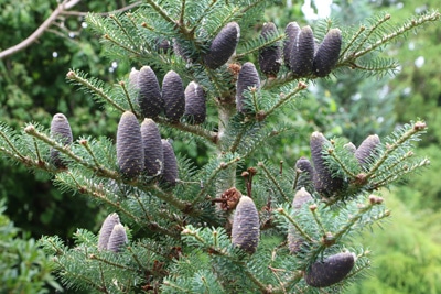 Korea-Tanne - Abies koreana