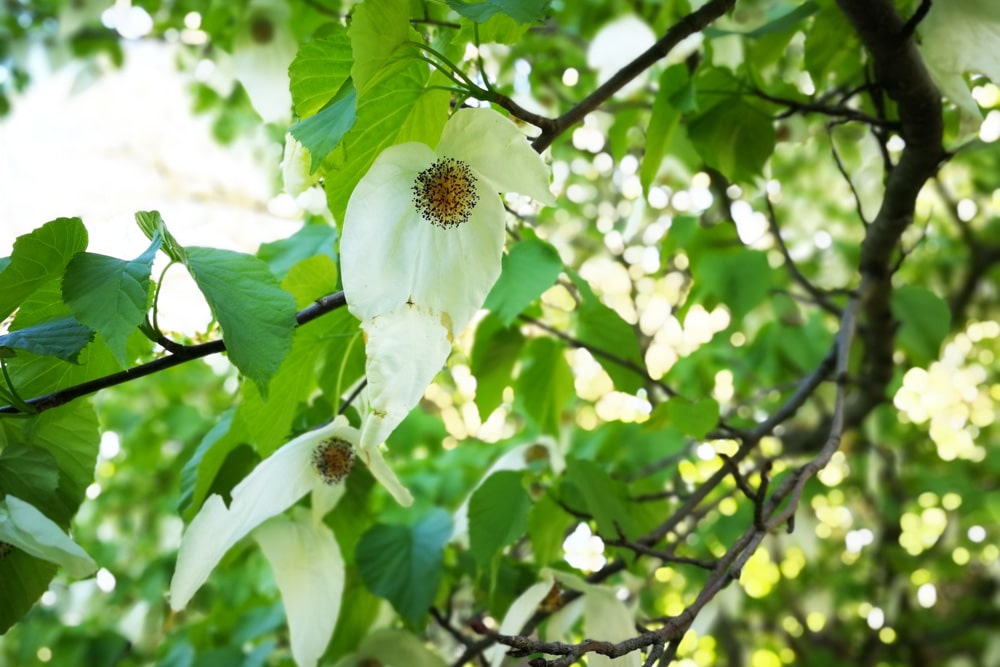 Taschentuchbaum - Davidia involucrata