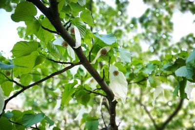 Taschentuchbaum - Davidia involucrata