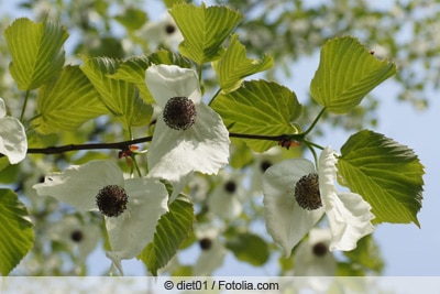 Taschentuchbaum - Davidia involucrata